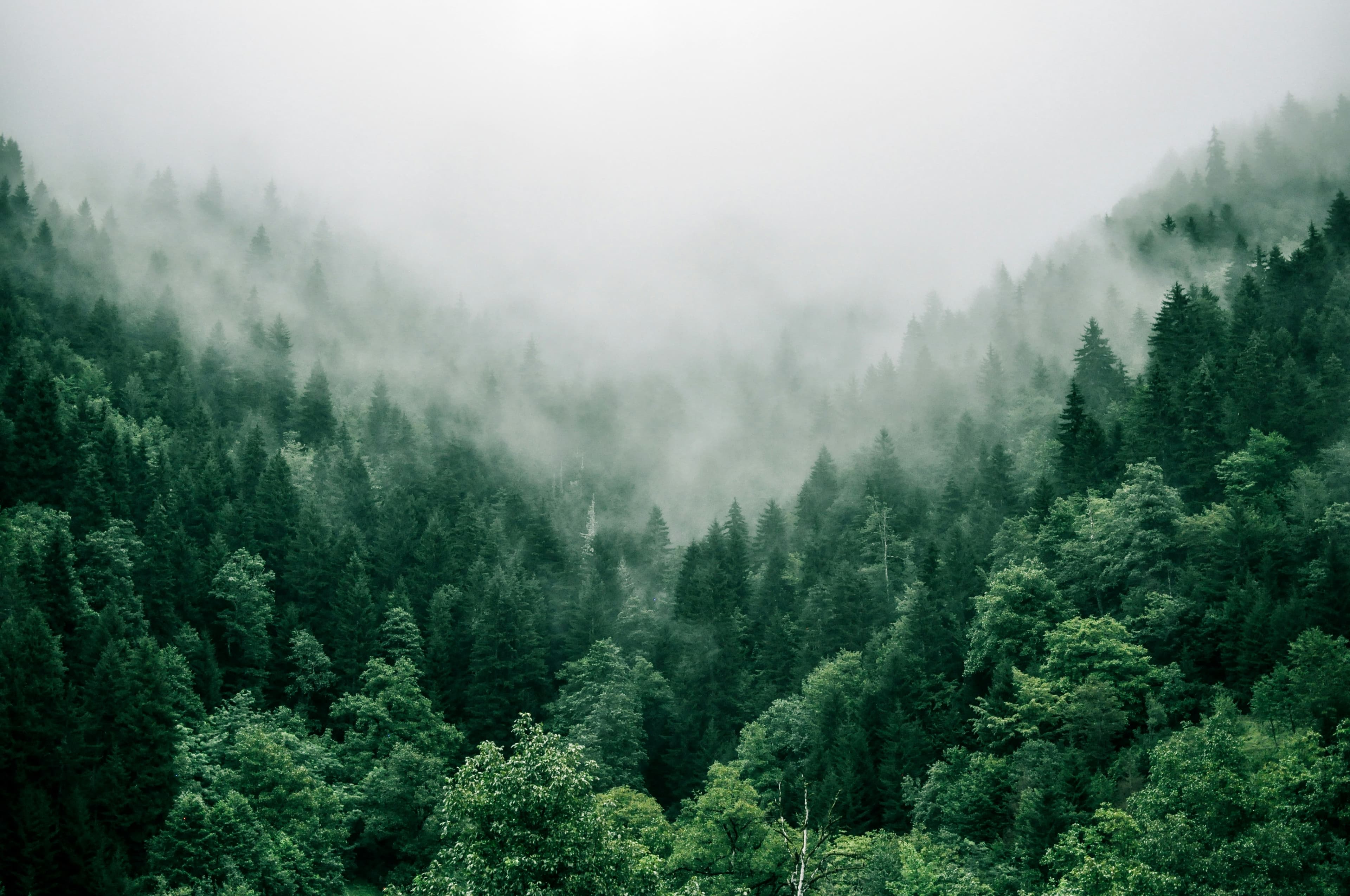 cloudy-forest.jpg